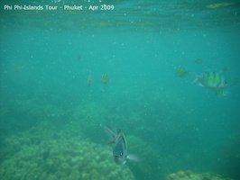 20090420 Phi Phi Island - Maya Bay- Koh Khai  182 of 182 